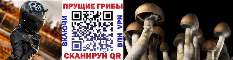 Псилоцибиновые грибы мицелий  Ахтубинск 